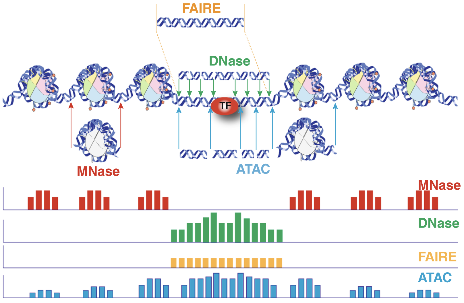 Chromatin accessibility methods, compared. Representative DNA fragments generated by each assay are shown, with end locations within chromatin defined by colored arrows. Bar diagrams represent data signal obtained from each assay across the entire region. The footprint created by a transcription factor (TF) is shown for ATAC-seq and DNase-seq experiments.